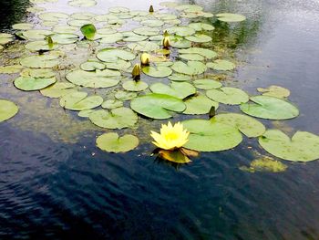 High angle view of lotus water lily in pond