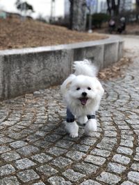 Portrait of white dog on footpath