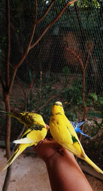 Cropped image of hand holding bird