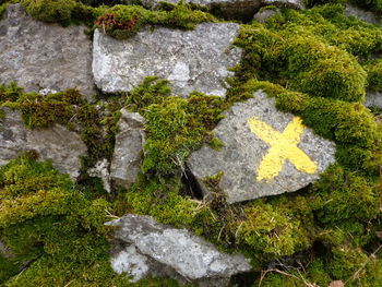 Moss growing on rock