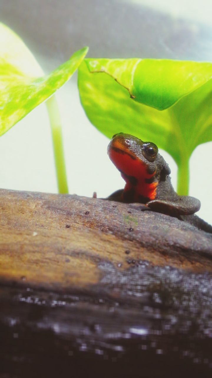 animal themes, animal, animals in the wild, animal wildlife, one animal, selective focus, close-up, amphibian, no people, green color, nature, vertebrate, reptile, frog, day, leaf, plant part, outdoors, plant, wood - material, mouth open, animal mouth