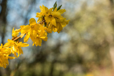 Close-up of yellow daffodil flowers