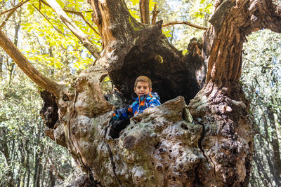 Little child on a centenary chestnut tree in autumn