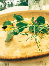 Close-up of plant in plate on table