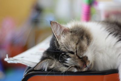 Close-up of cat sleeping
