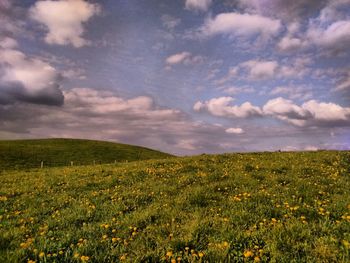 Scenic view of field against sky