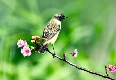 Close-up of bird perching on flower