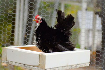 Close-up of a bird in cage