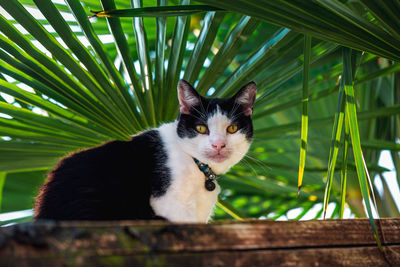 Portrait of a cat