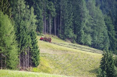 Scenic view of pine trees in forest