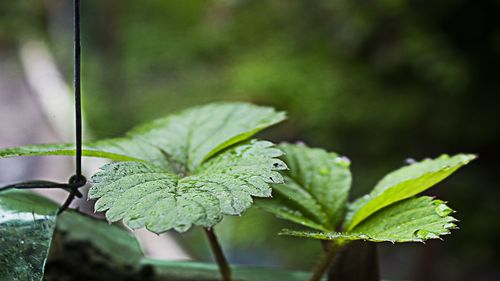 Close-up of green leaves