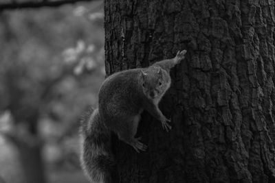 Close-up of squirrel on tree trunk