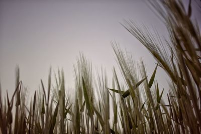 Close-up of stalks in field against sky