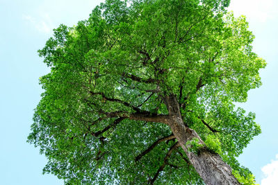 Low angle view of trees