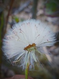 Close-up of flower