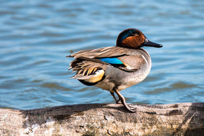 Close-up of bird perching on lake