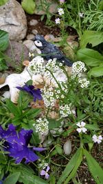 Close-up of white flowers