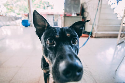 Portrait of black dog on floor at home