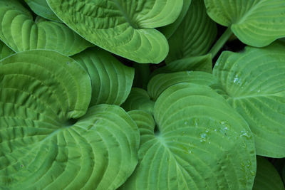 Full frame shot of green leaves