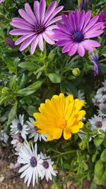 Close-up of purple flowers