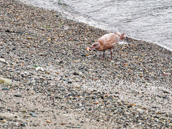 High angle view of bird