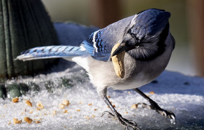 Close-up of a bird