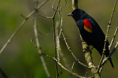 Close-up of bird perching on branch