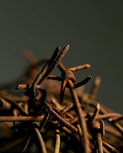 Close-up of insect on rusty metal