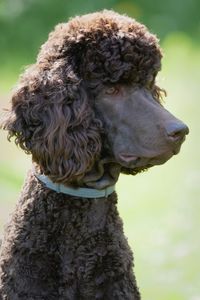 Close-up of brown poodle dog