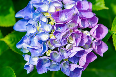 Close-up of purple hydrangea flowers