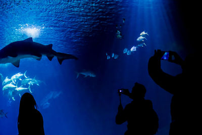 Silhouette of fish in aquarium