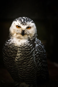 Close-up portrait of owl against black background