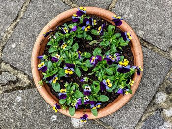 High angle view of potted pansies 