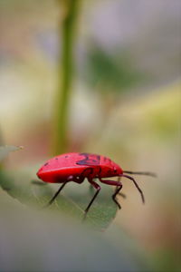 Close-up of kapok bug nymph in nature