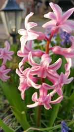 Close-up of pink flowers