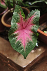 Close-up of leaf