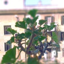 Close-up of plant against building