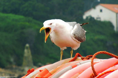 Close-up of seagull perching