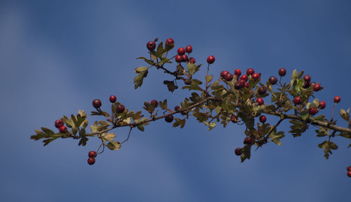 Low angle view of pink flowers against blue sky