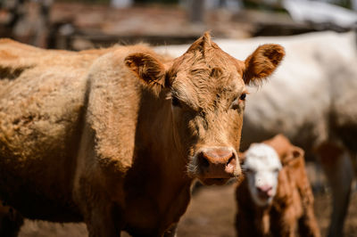 Cows standing in a farm