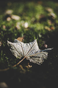 Close-up of dried plant on field