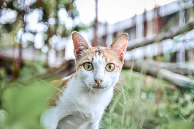 Close-up portrait of a cat