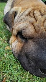 Close-up of dog relaxing on grass