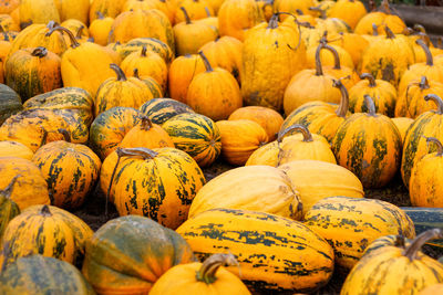 A lot of yellow and green pumpkin at outdoor farmers market. colorful varieties of pumpkins