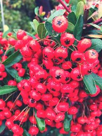 Close-up of red flowers