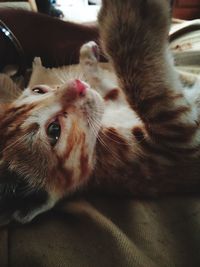 Close-up of cat resting at home