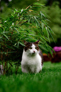 Domestic cat sitting under a bamboo