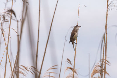 Close-up of bird perching on plant