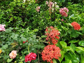 High angle view of pink flowering plants