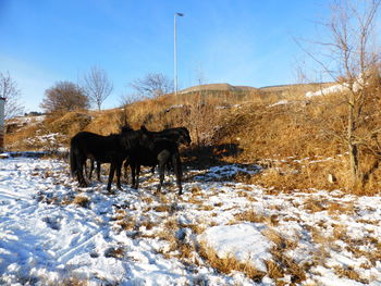 Horse on snow covered field